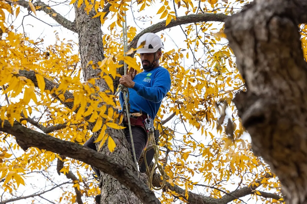 Skilled Tree Pruning crew working in Cal Nev Ari